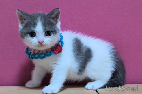 成約済の東京都のブリティッシュショートヘア-105730の3枚目